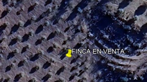 INTERESANTE OLIVAR SECANO, immagine 2