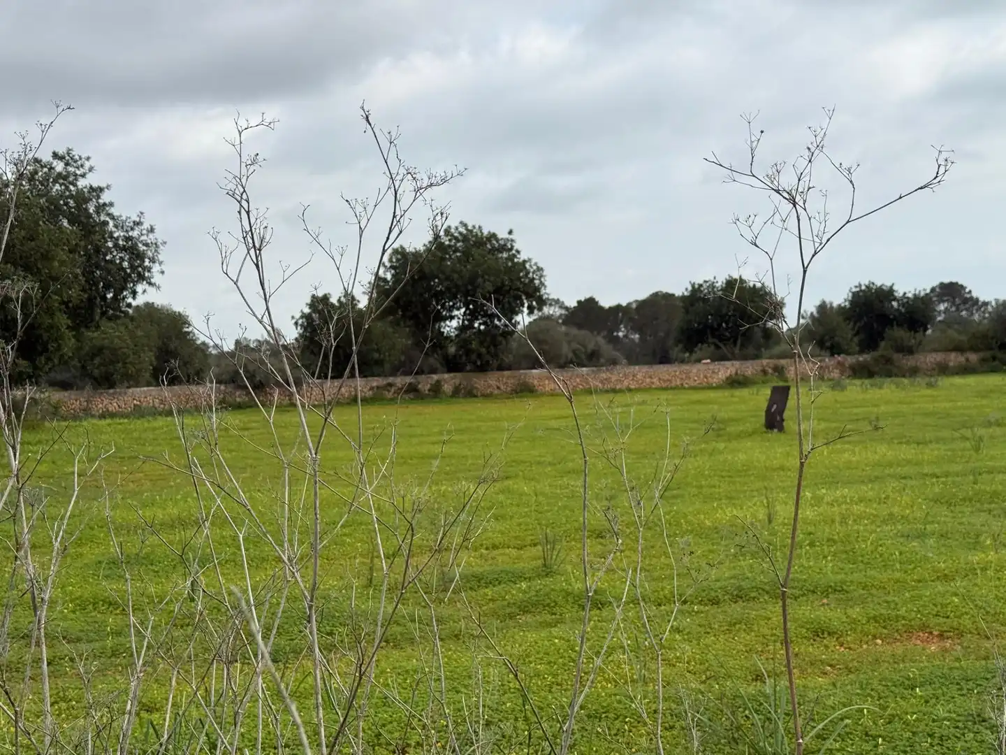 Terreno rustico in vendita a Llucmajor pueblo, imagen 8