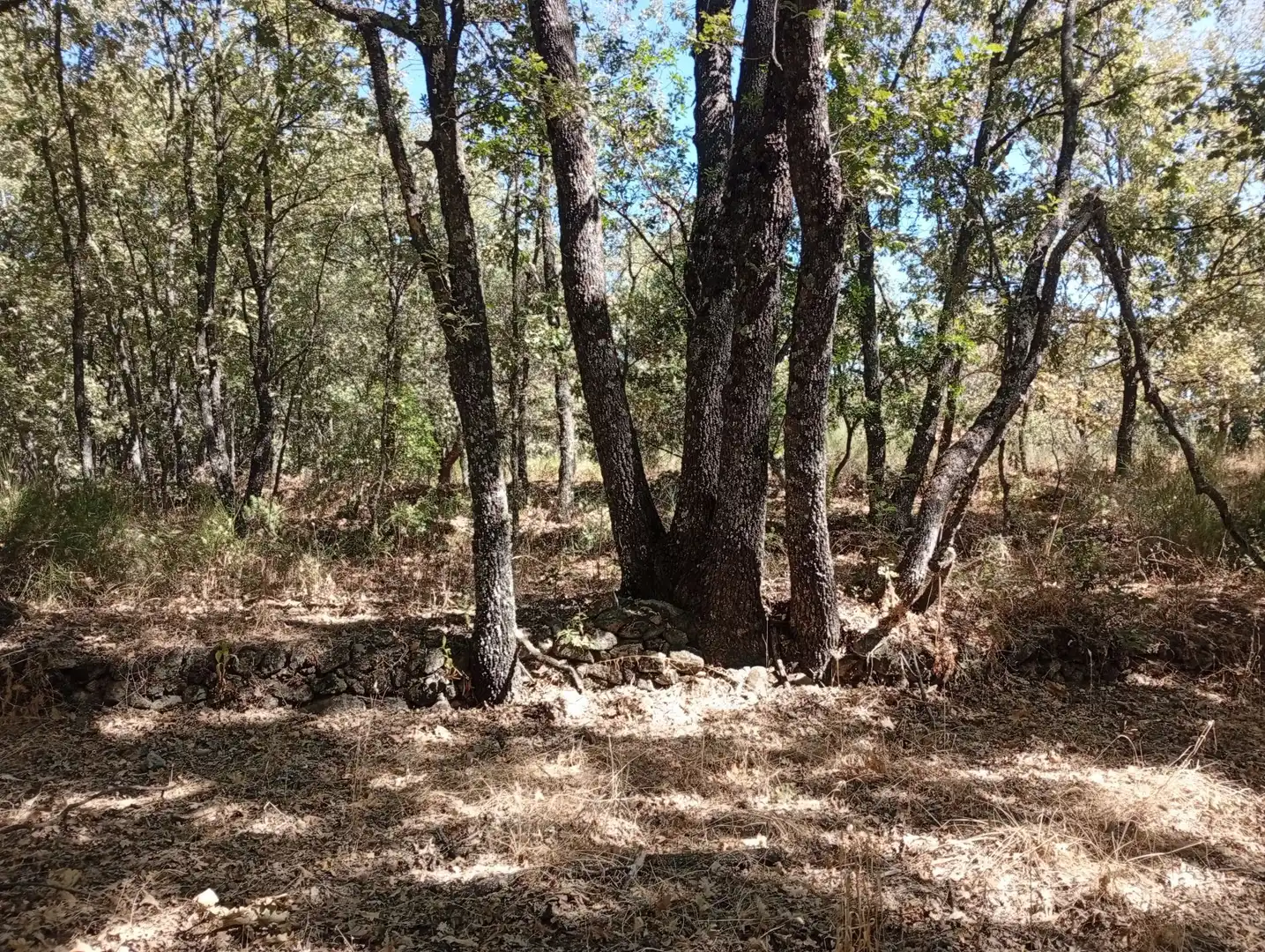 Terreni e lotti in vendita a Villanueva de la Vera, imagen 25