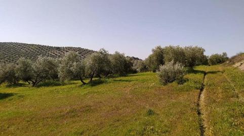 Photo 3 of Residential for sale in Sitio Los Calabozos, -1, Torredonjimeno, Jaén