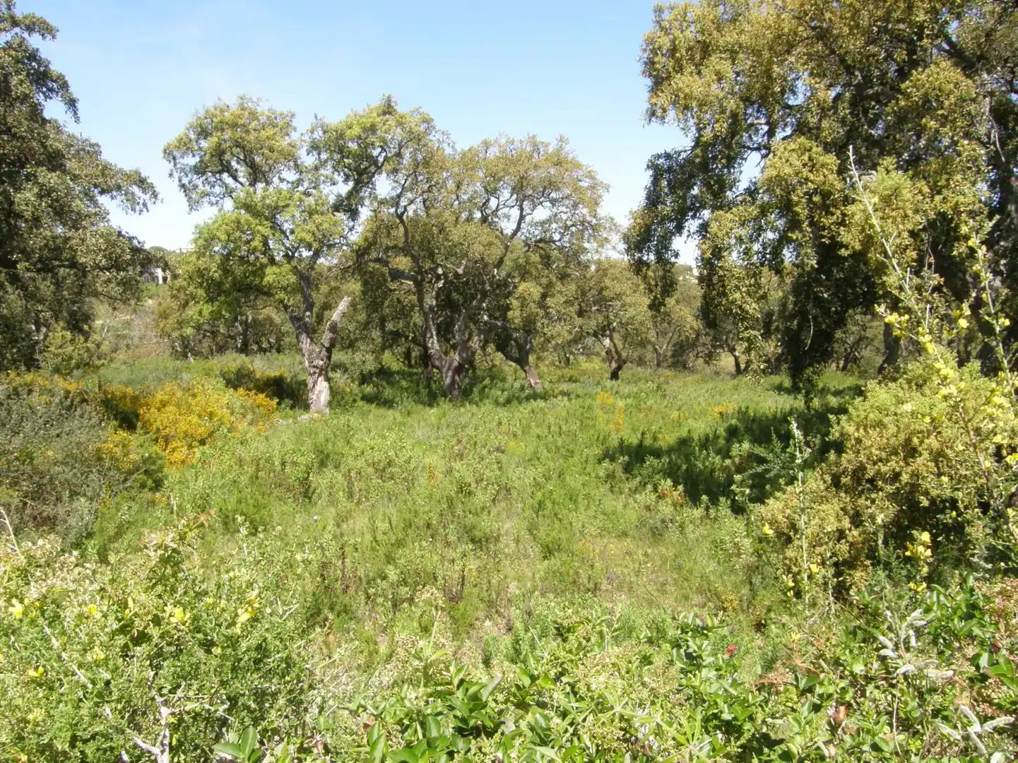 Terreni e lotti in vendita a Sotogrande Alto, imagen 9