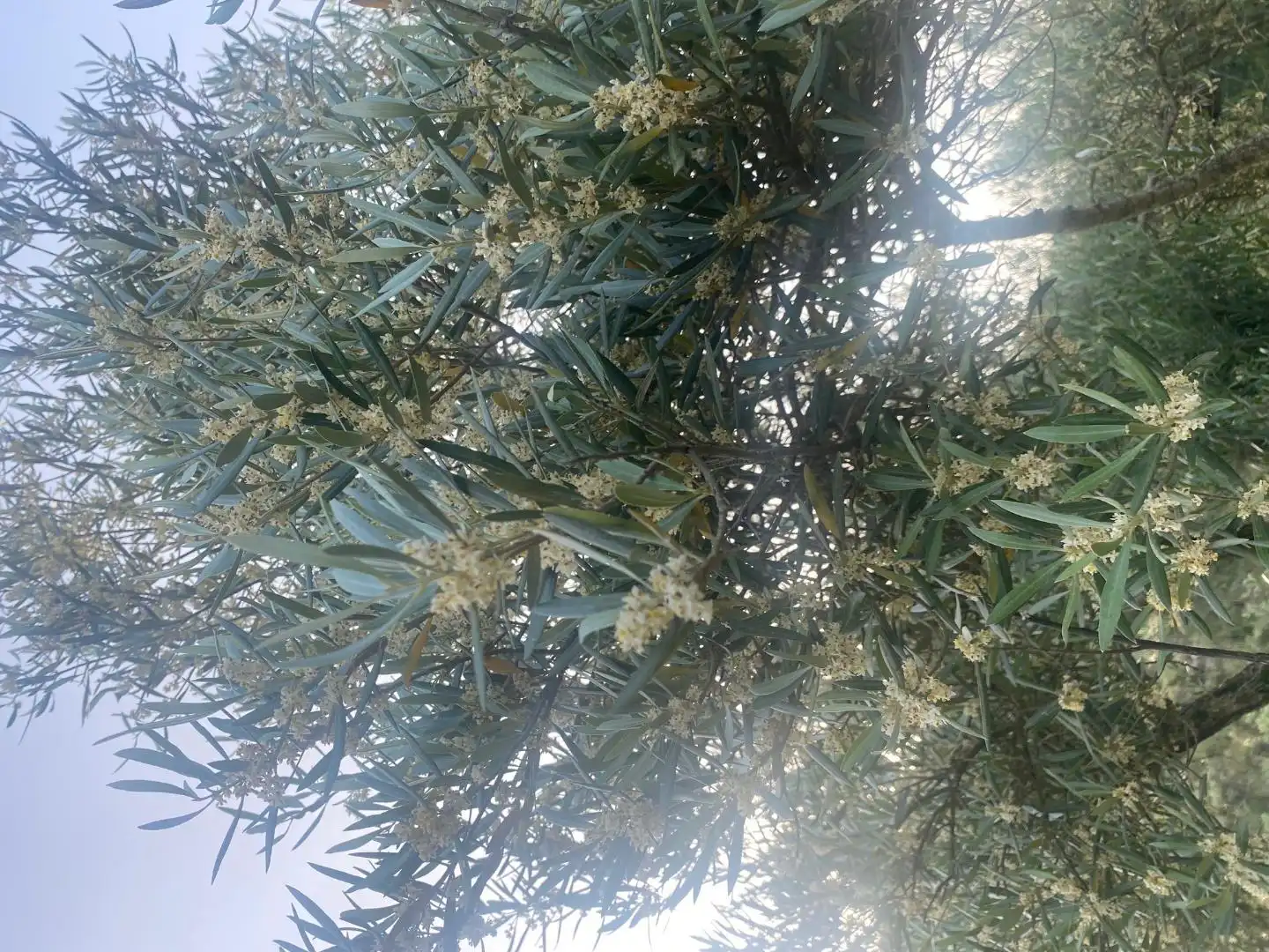 Garten von Residential zur Miete in Loranca de Tajuña