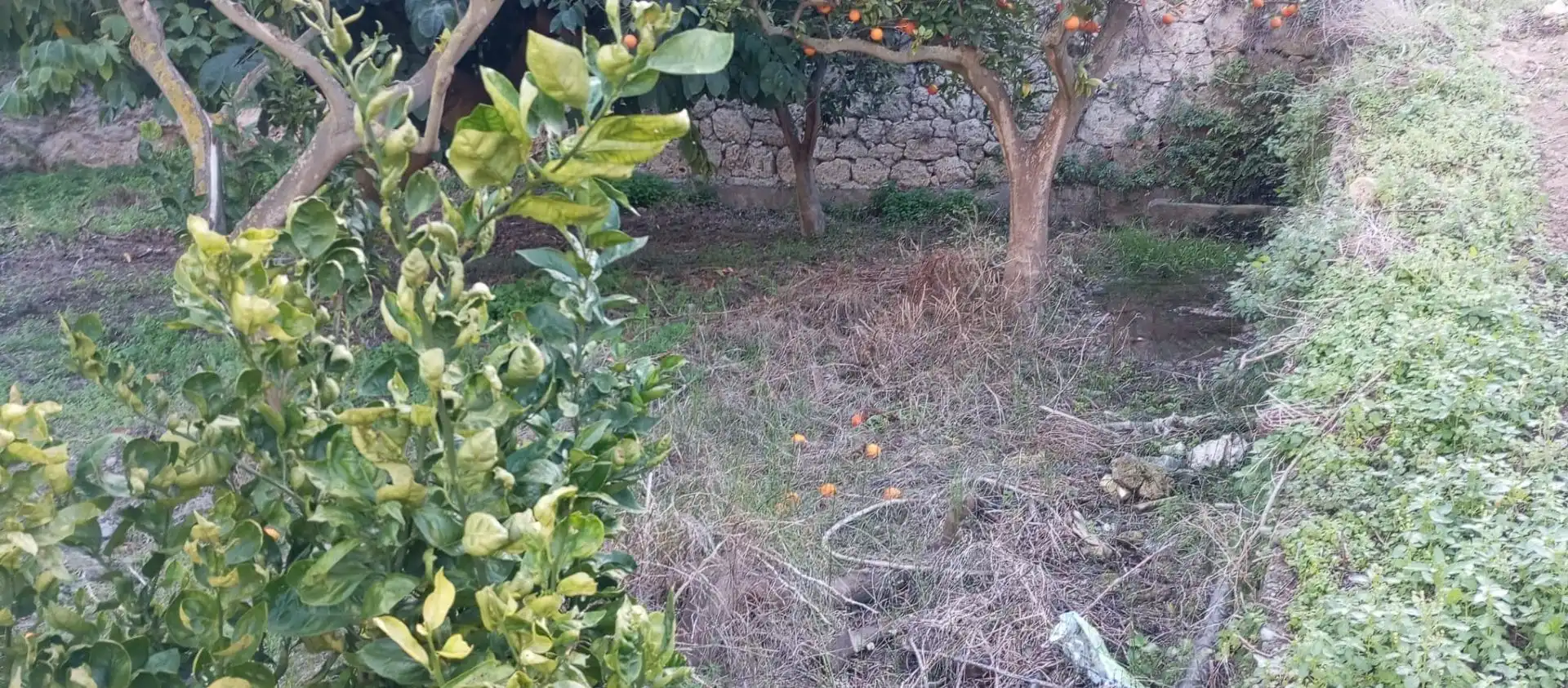 Casa rústica amb jardí en venda a Vélez de Benaudalla, imagen 22