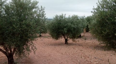 olivar de 30.000 m2, immagine 2