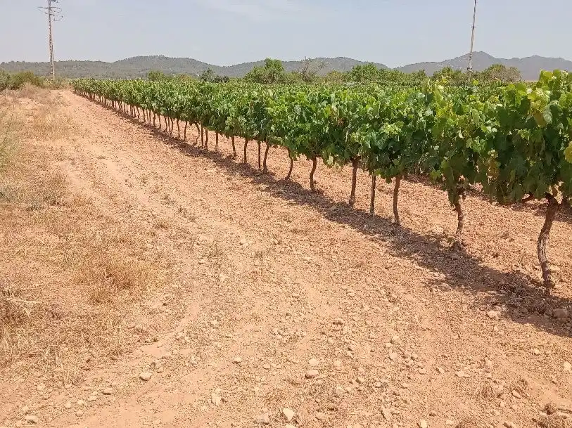 Rustikales Grundstück zum Verkauf in cami de rodonya 3, imagen 4