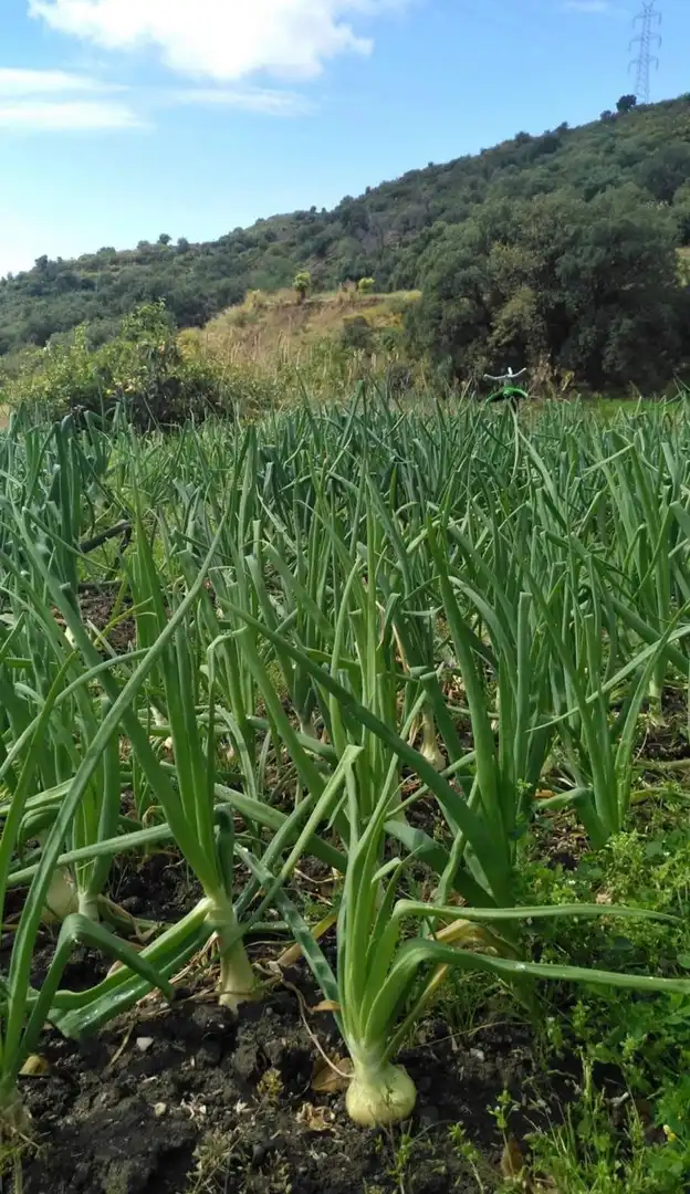 Finca rústica en venta en Altos de Estepona