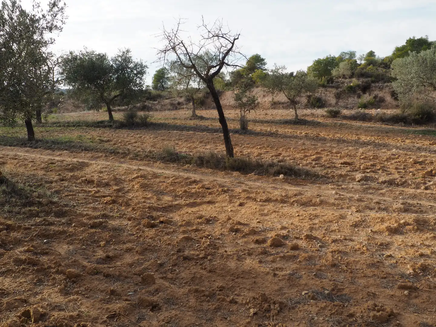 Terreno en venta en Flix