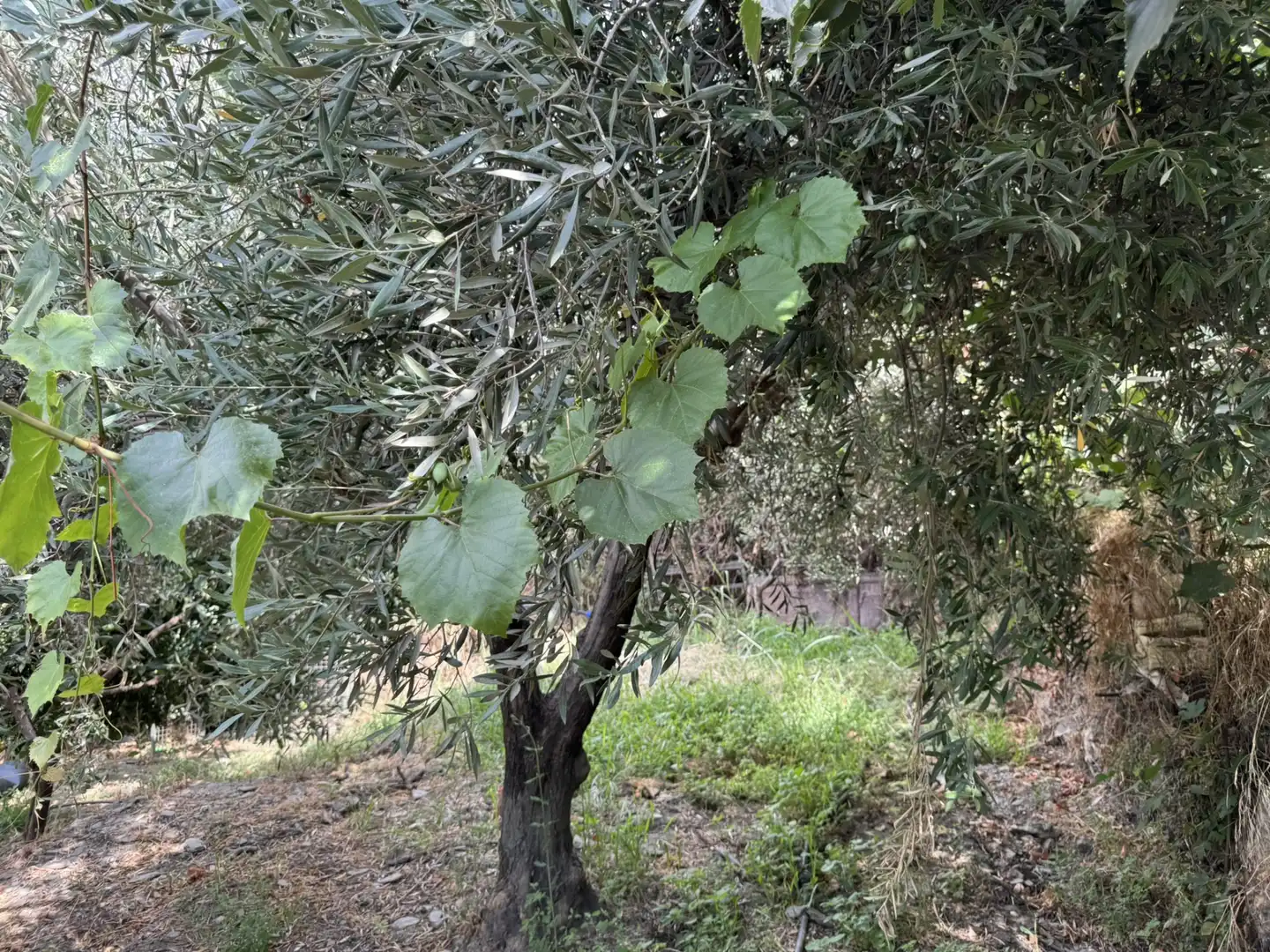 Jardí de Terreny en venda en Ohanes