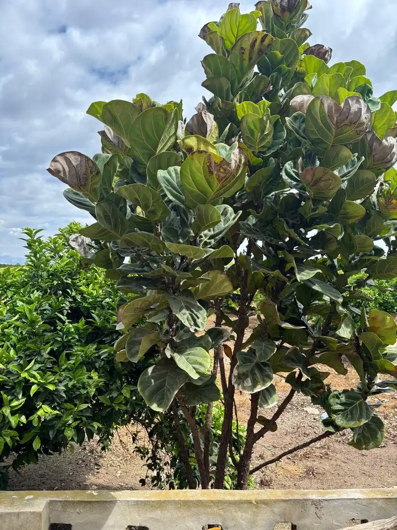 Jardín de Finca rústica en venta en Guardamar del Segura