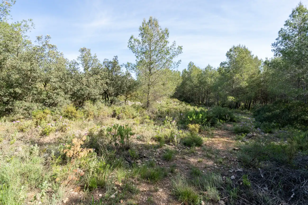 Maison rustique avec jardin à vendre à CV-590 41, imagen 42