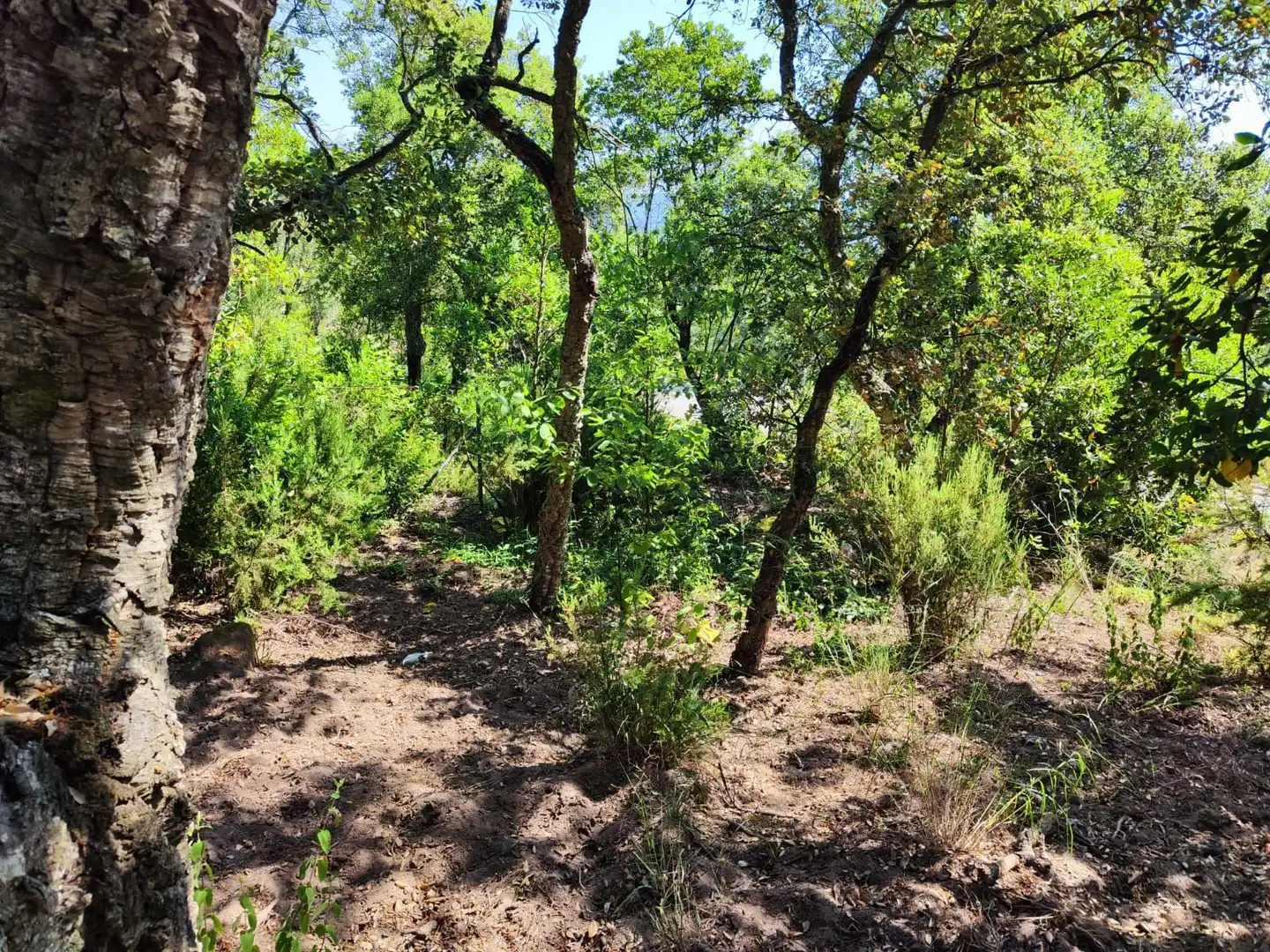 Lands and plots for sale in Llagostera, imagen 3