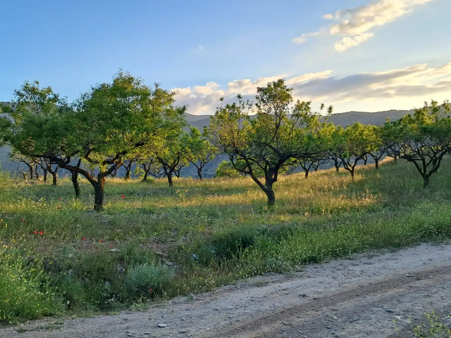 Terreno en venta en Bayarque