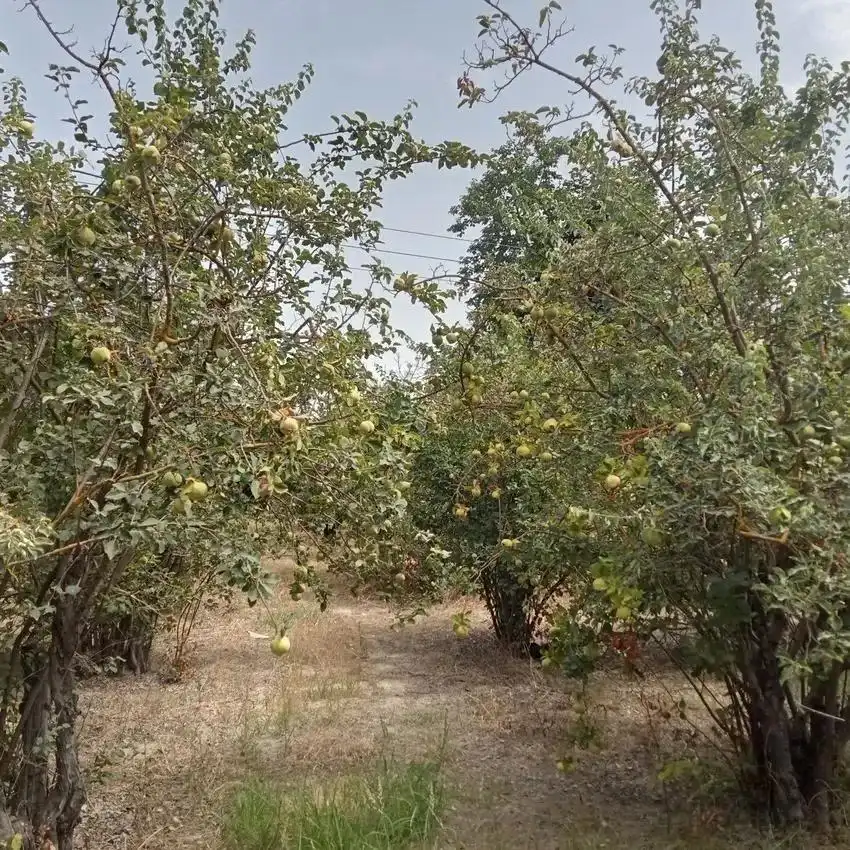 Casa o xalet en venda en Priego de Córdoba