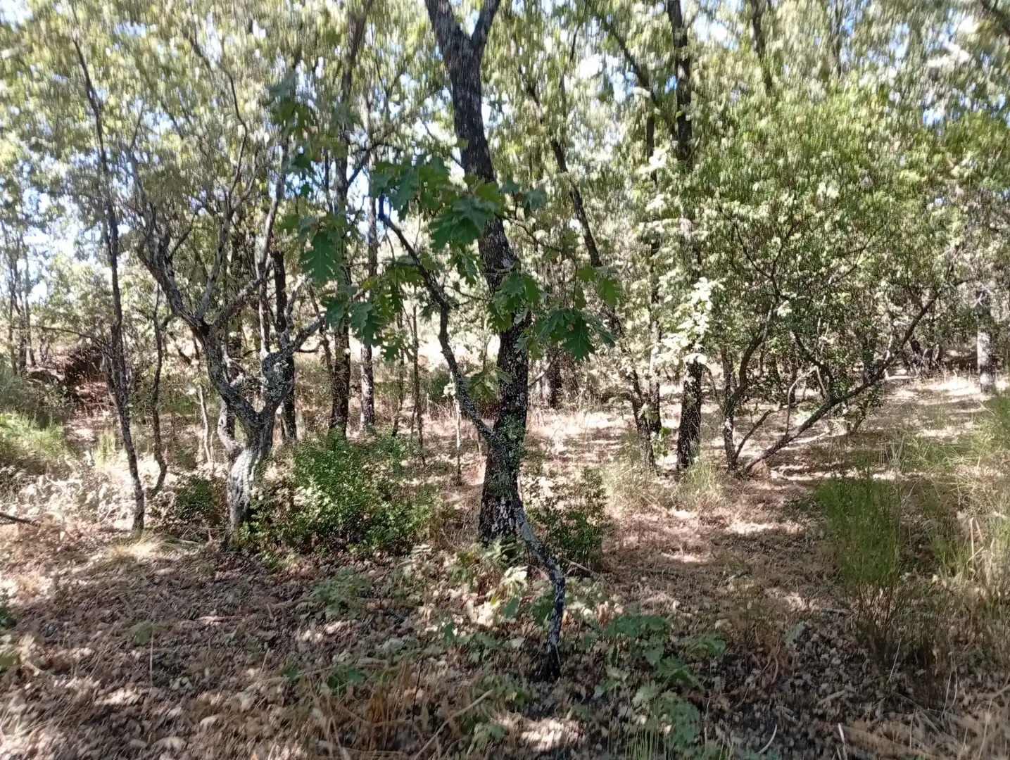 Terreni e lotti in vendita a Villanueva de la Vera, imagen 32