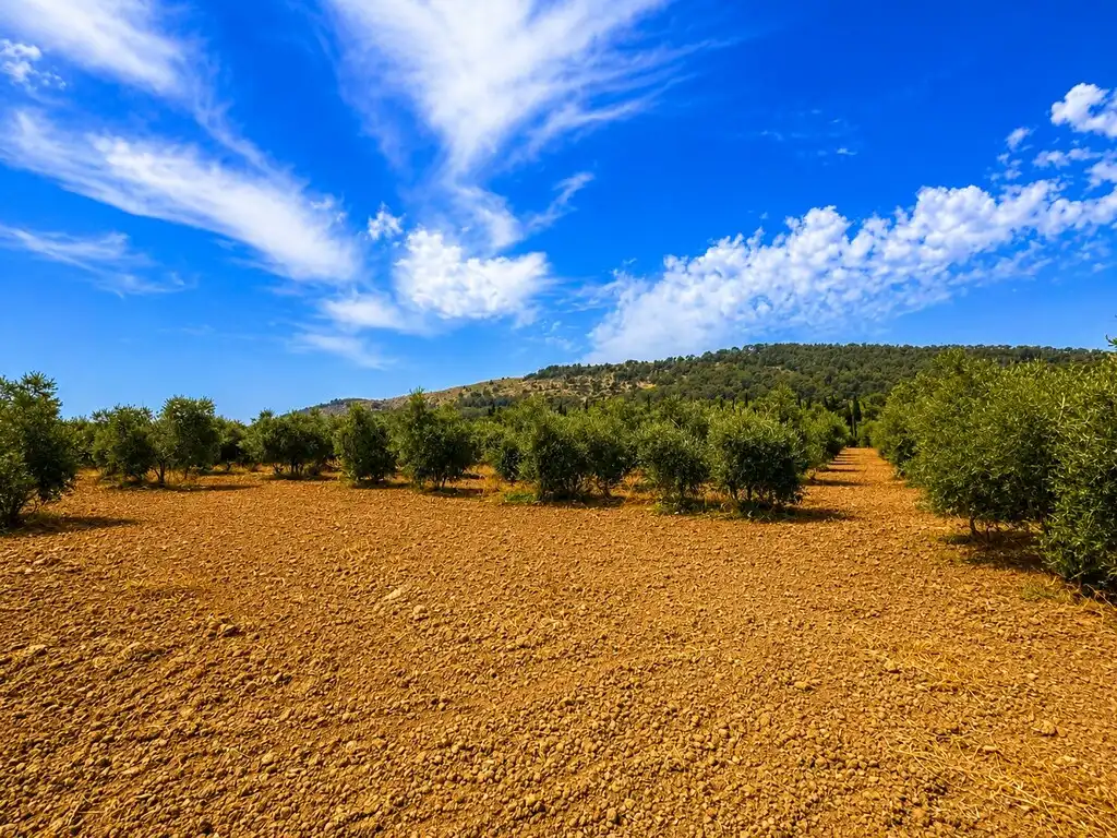 Terreny rústic en venda a Ciutat d'Alcúdia, imagen 7