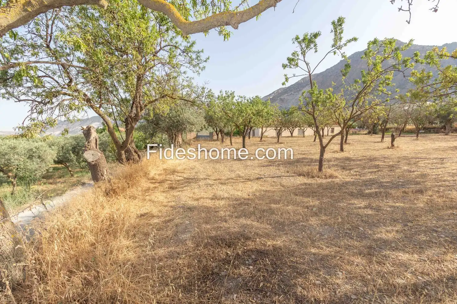 Rural land for sale in XFG2+MG9 Nigüelas 0, imagen 6