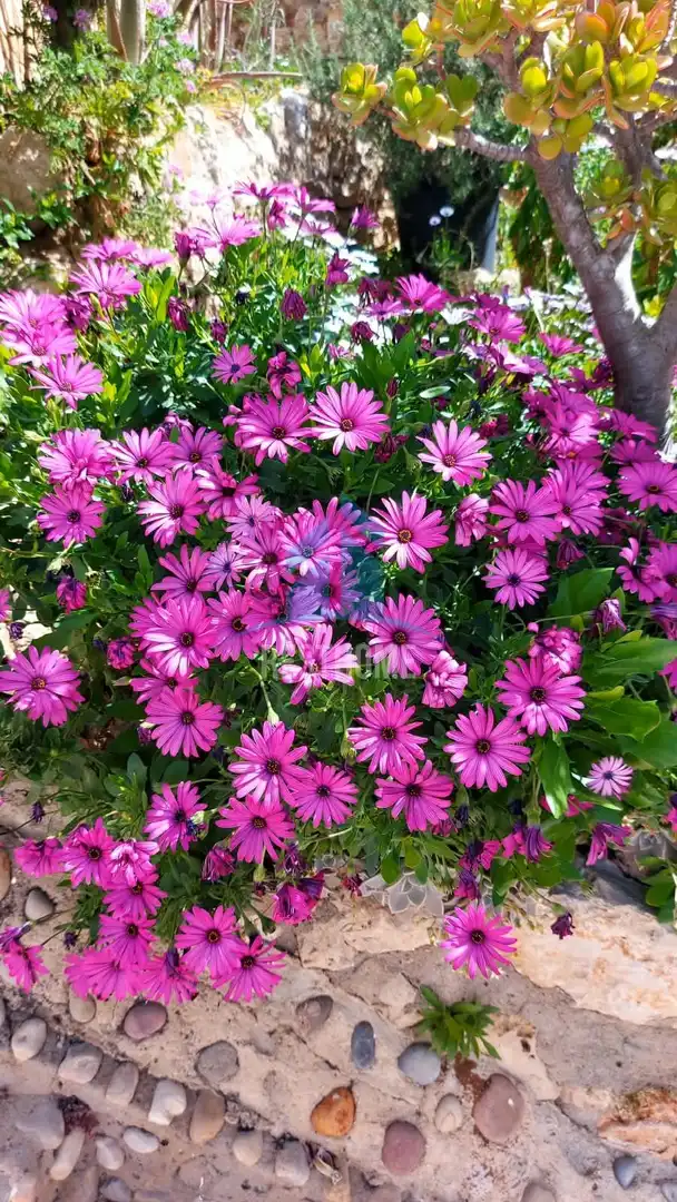 Villa avec jardin à vendre à Sant Antoni, imagen 22