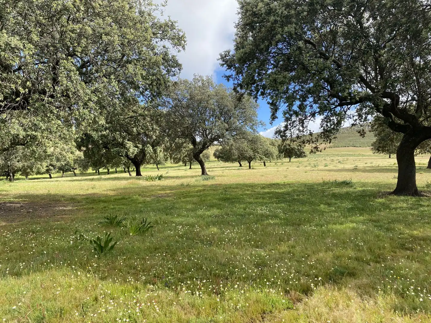 Terreno en venta en Deleitosa