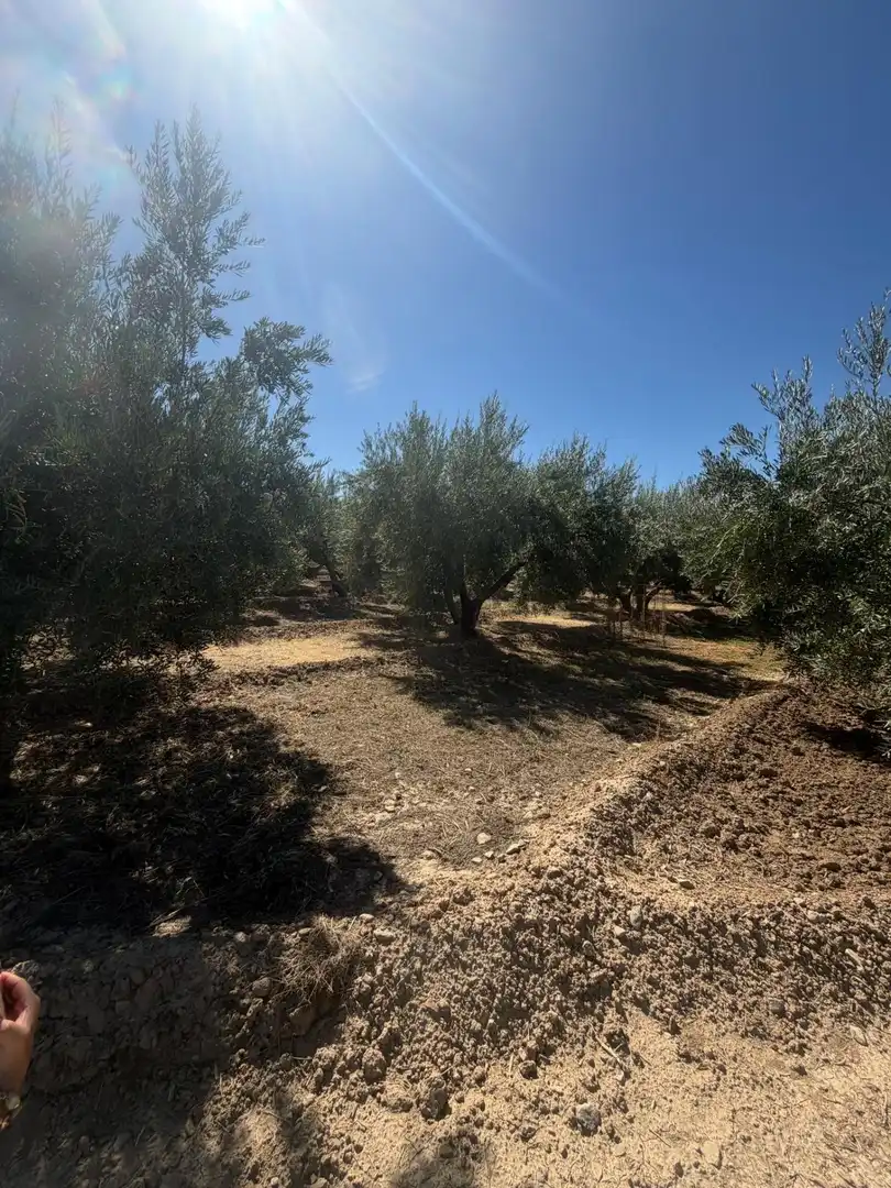 Rural land for sale in Villa de Otura, imagen 6