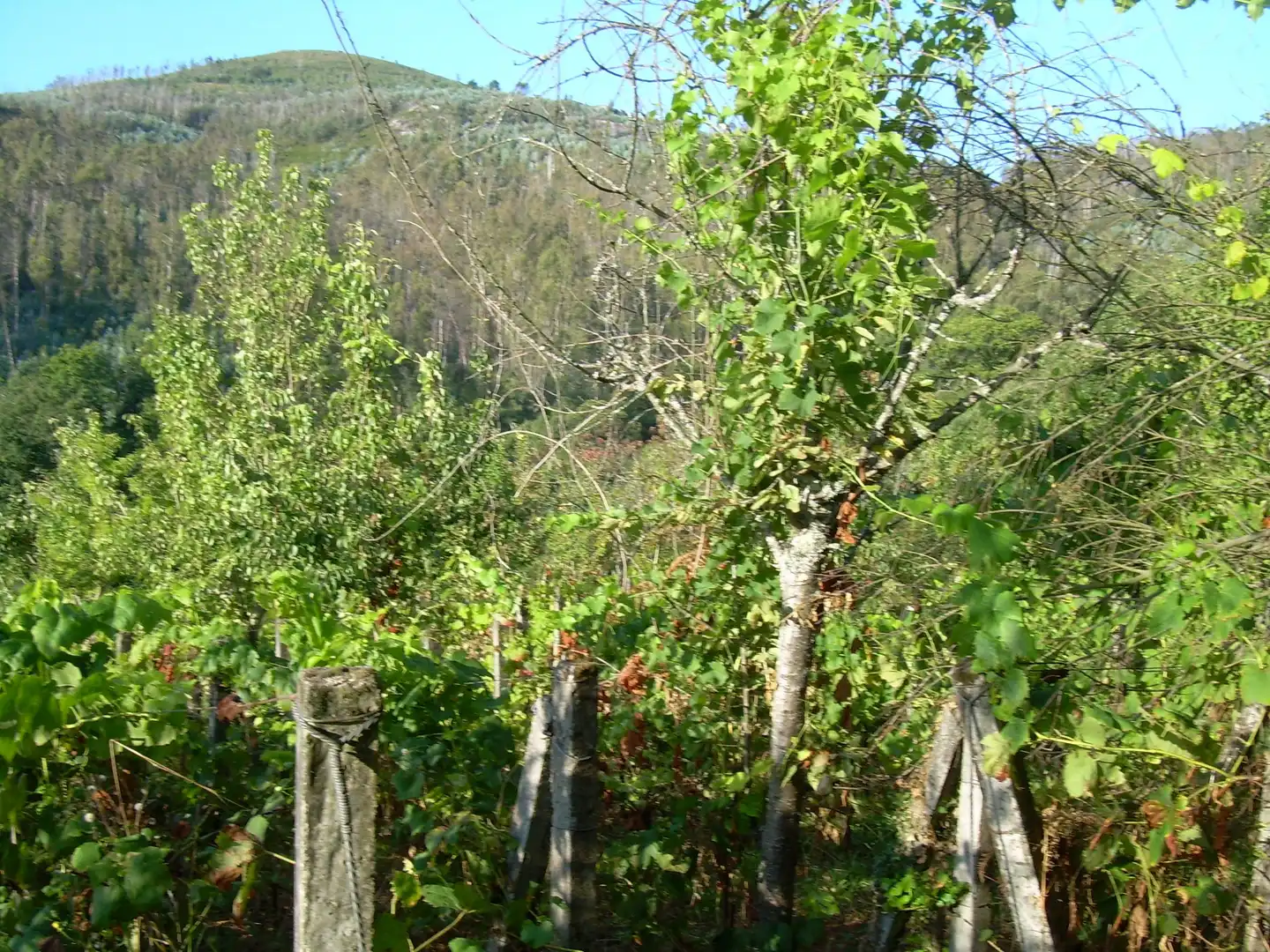 Terreny rústic en venda a A Cañiza, imagen 10