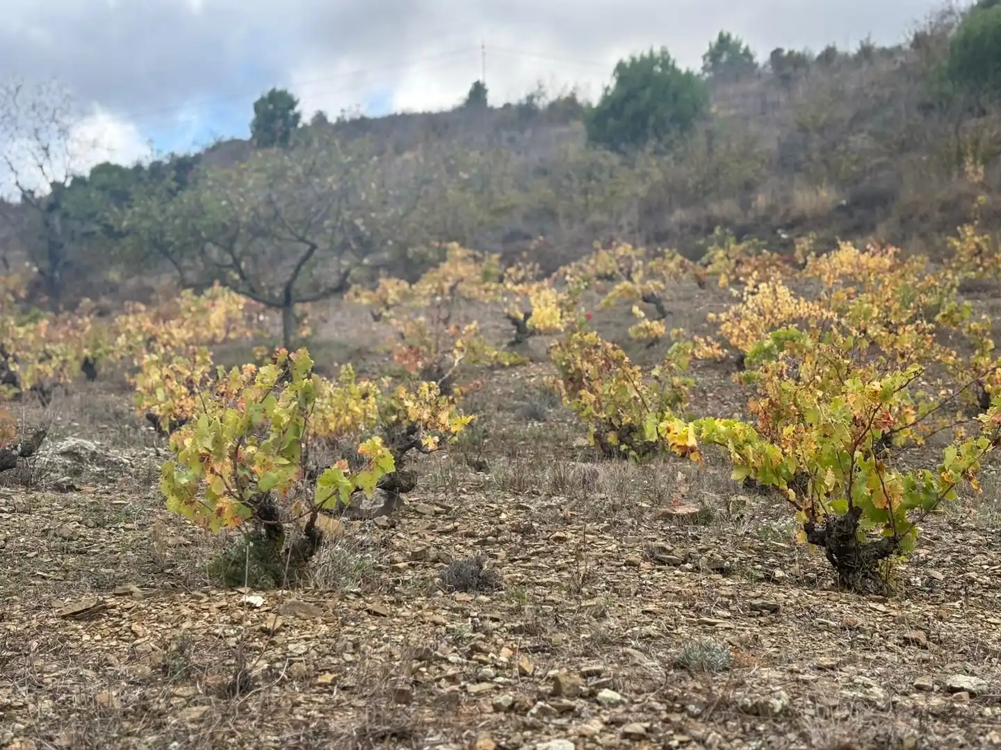 Terreno rústico en venta en Porrera