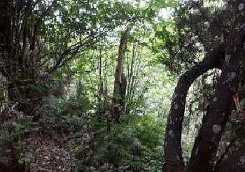 Terreno en Venta en Los Llanitos-el Barranco (poligono 27) en Breña Alta