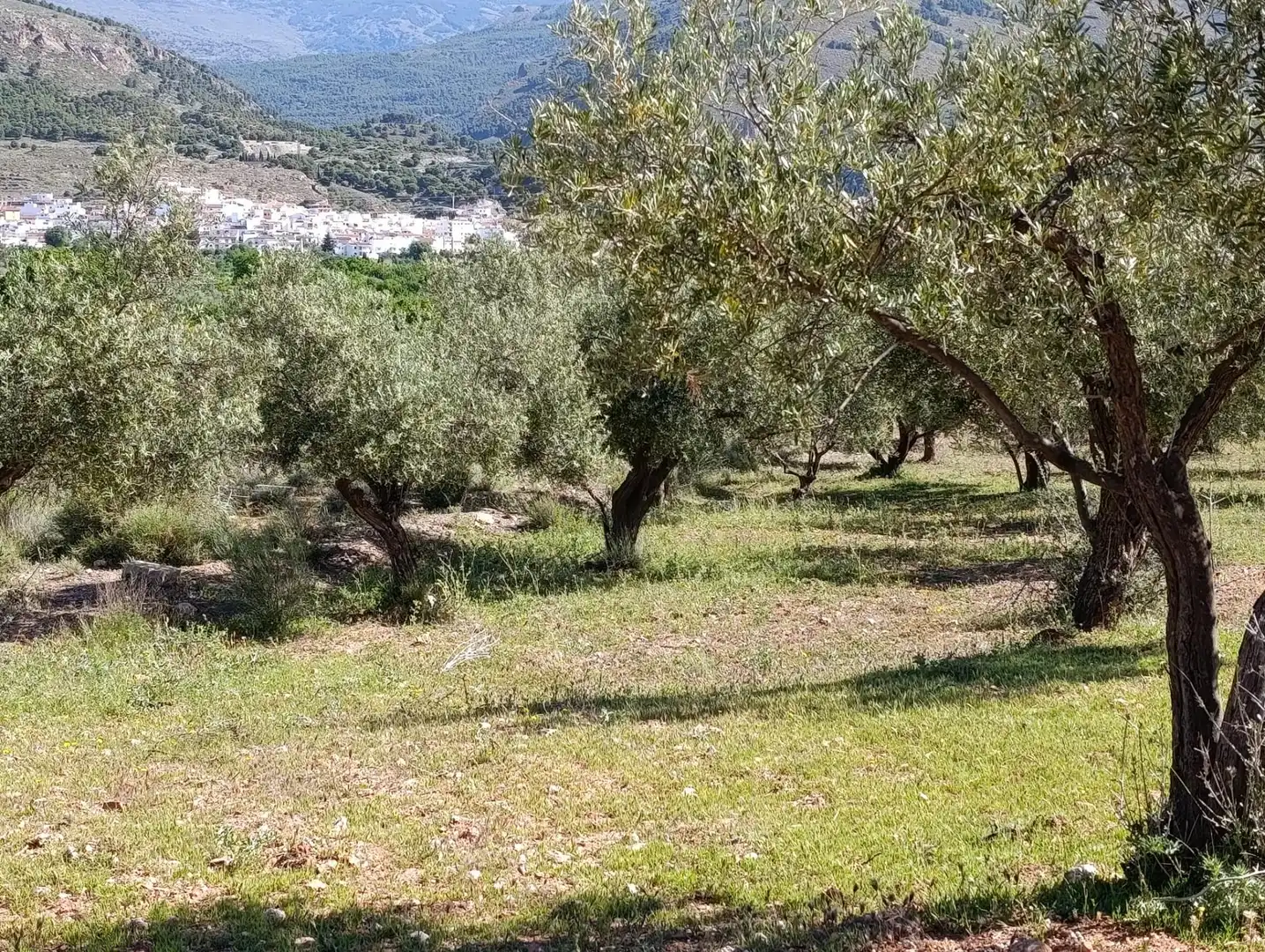 Rural land for sale in Laujar de Andarax, imagen 30