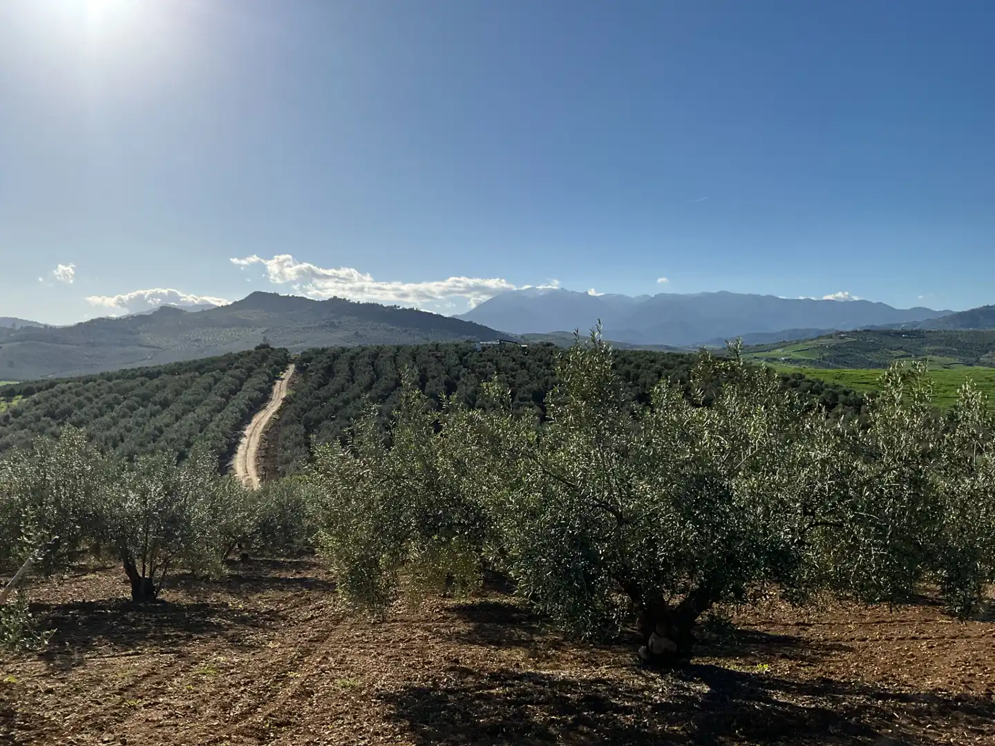 Vista exterior de Terreno en venta en Alozaina