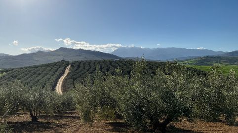 Terreno con olivos de secano, imagen 2