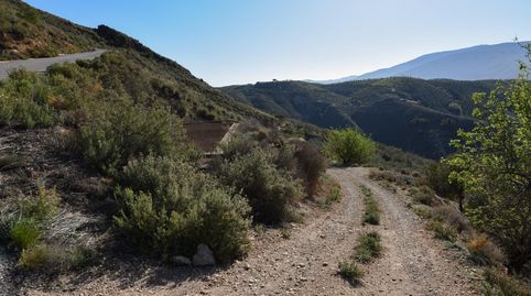 VENTA DE BONITA FINCA DE OLIVOS EN LANJARÓN GRANADA, imatge 2