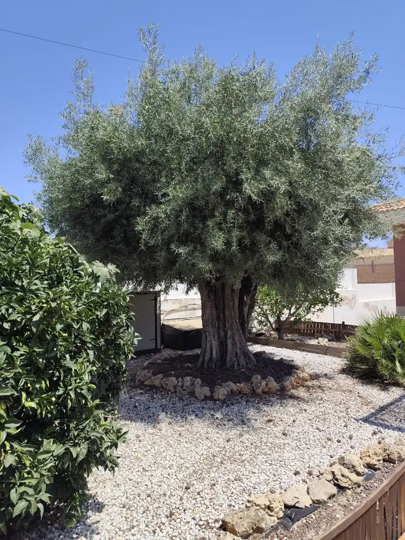 Jardí de Casa o xalet en venda en Mutxamel amb Aire condicionat, Calefacció i Jardí privat