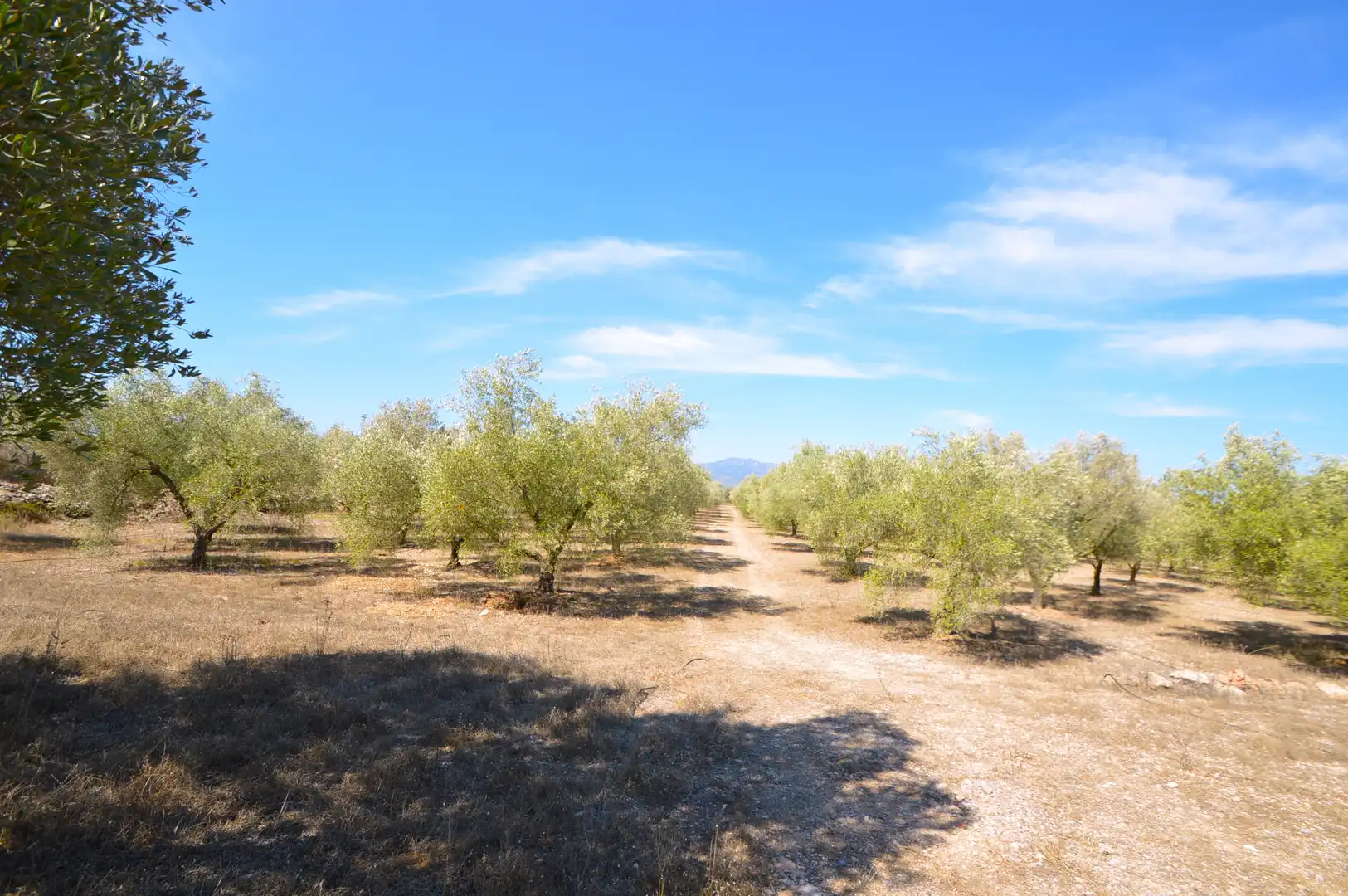 Rural land for sale in Ulldecona, imagen 23