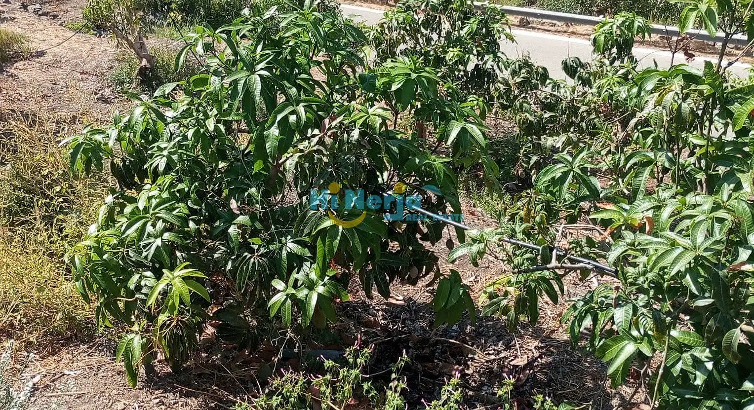 Terrenys i solars en venda a Algarrobo pueblo, imagen 6