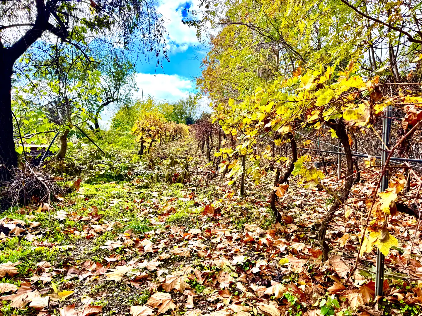 Houses for sale in Alpujarra de la Sierra  with Heating, Private garden and Terrace