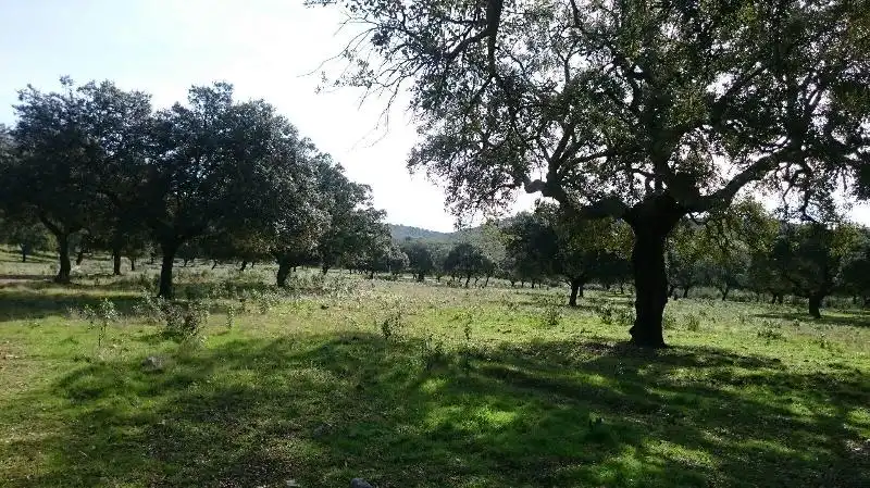 Land for sale in Salorino