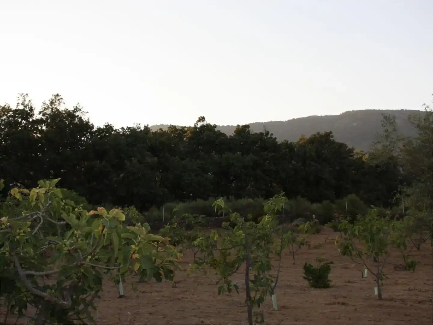 Finca rústica en venta en Losar de la Vera