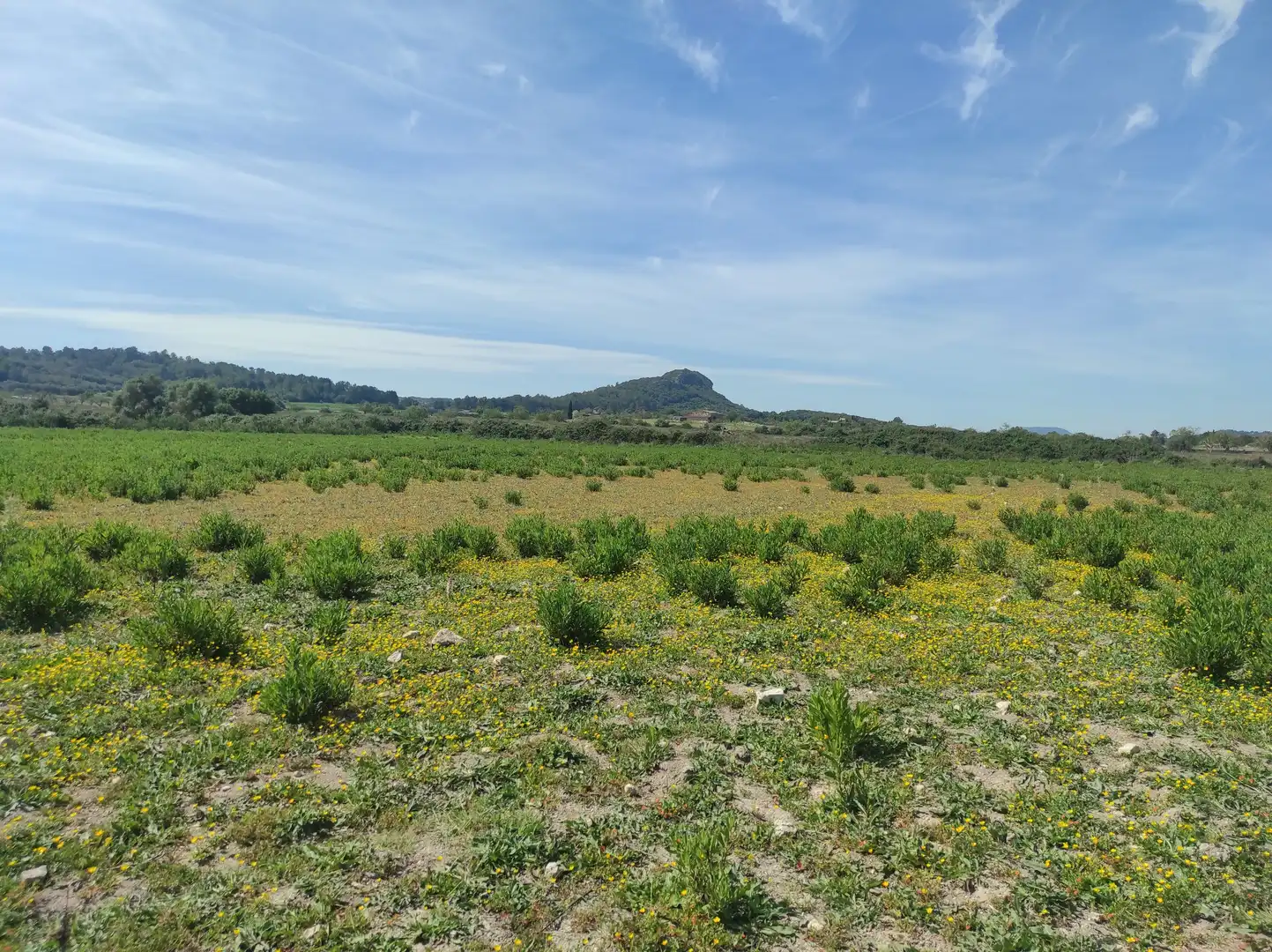 Casa rústica en venta en Sineu, imagen 16