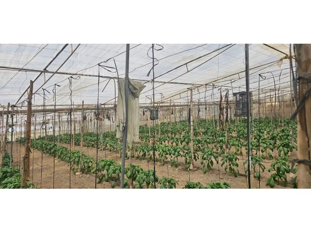 Jardí de Finca rústica en venda en Torrox