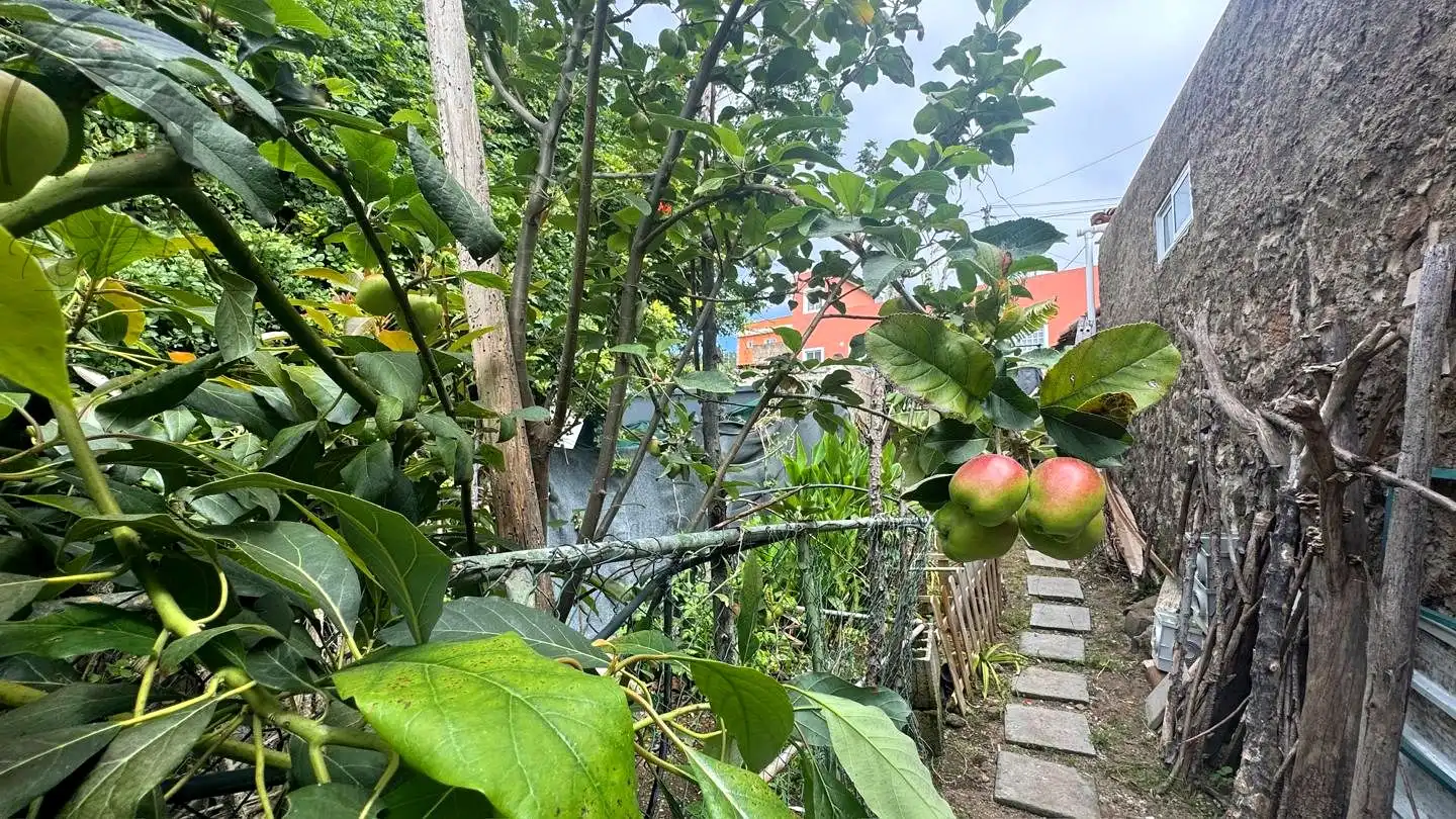 Maison rustique avec jardin à vendre à La Vega - El Amparo - Cueva del Viento, imagen 35