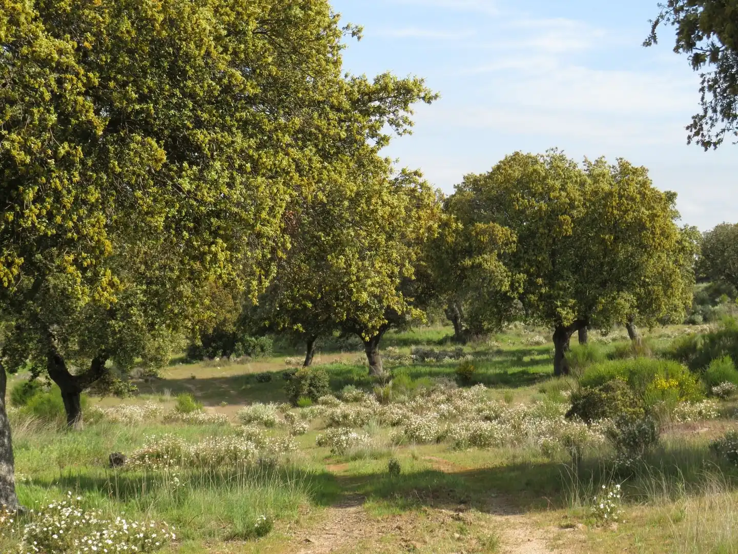Grundstücke und Bauplätze zum Verkauf in Ledesma, imagen 15