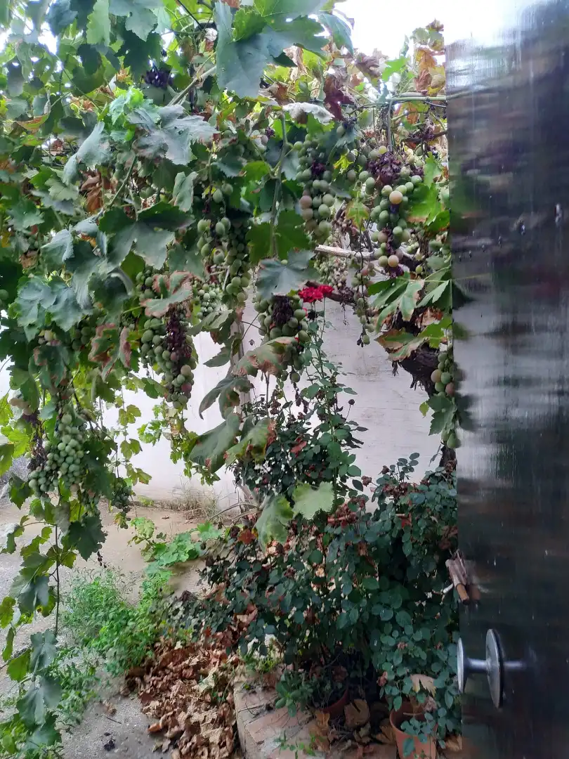 Jardí de Casa o xalet en venda en Fuente Palmera amb Aire condicionat i Traster