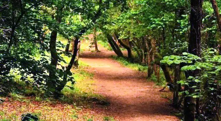 Casa rústica amb jardí en venda a coles, imagen 30