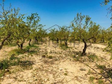 Terrenys i solars en venda a Arbeca