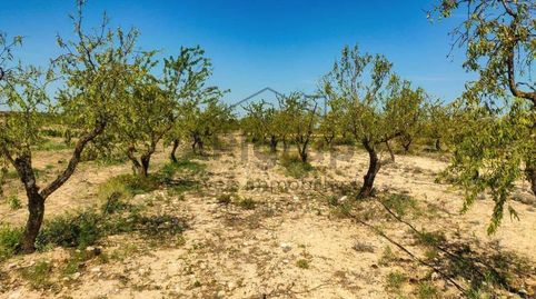 TERRENO RUSTICO CON NAVE en ARBECA