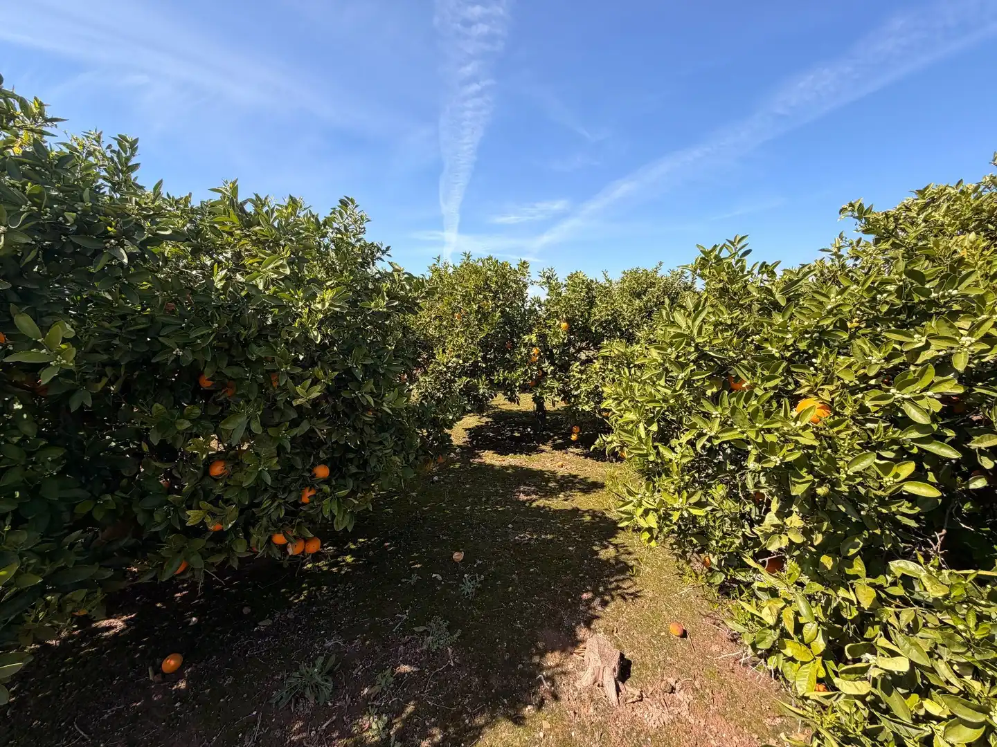 Rural land for sale in Almenara, imagen 23