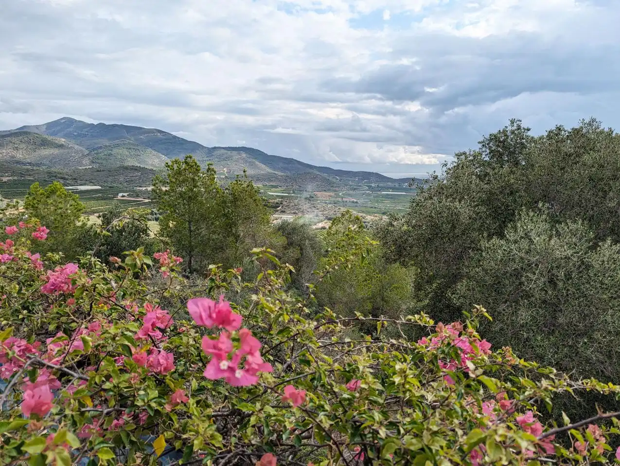 Jardí de Casa o xalet en venda en Alcanar amb Jardí privat, Terrassa i Piscina