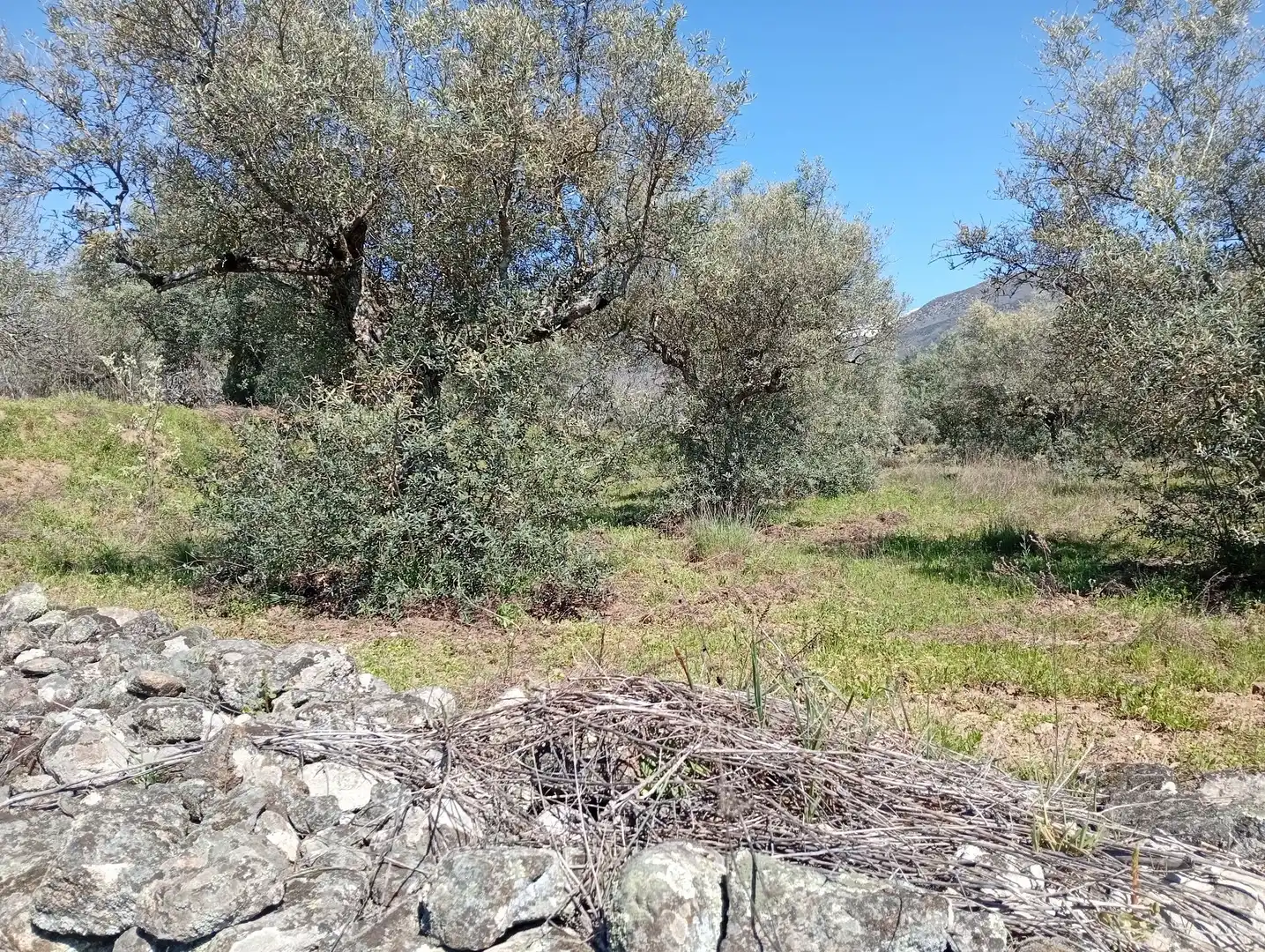 Terreni e lotti in vendita a Valverde de la Vera, imagen 61