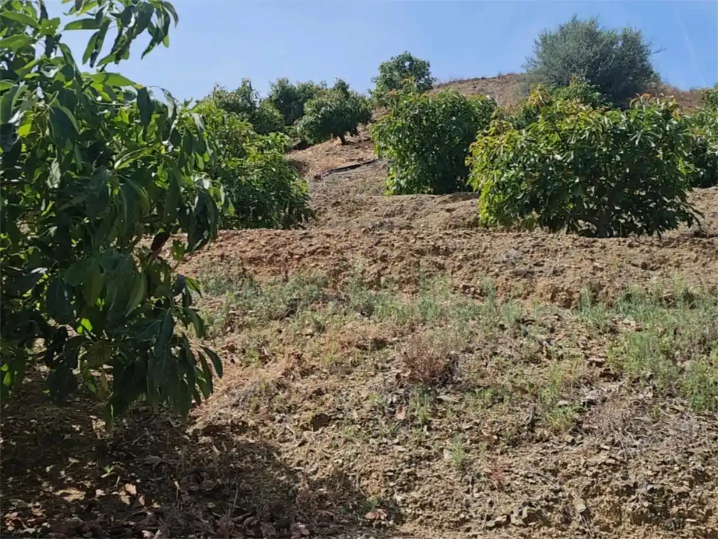 Finca rústica en venda en Vélez-Málaga