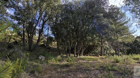TrilloTerreno