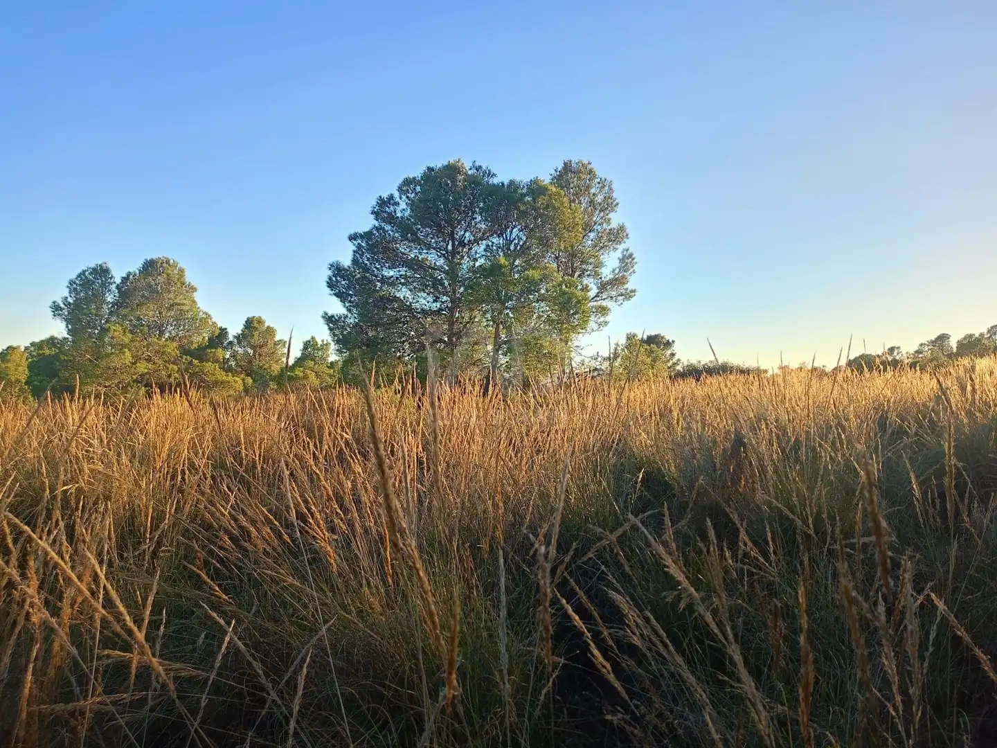 Terreno en venta en Lorca
